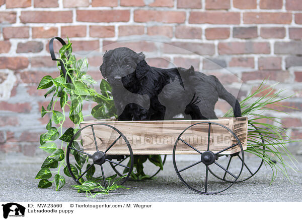Labradoodle Welpe / Labradoodle puppy / MW-23560