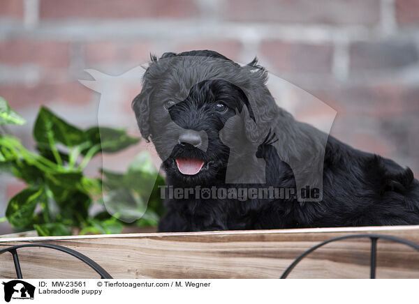 Labradoodle Welpe / Labradoodle puppy / MW-23561