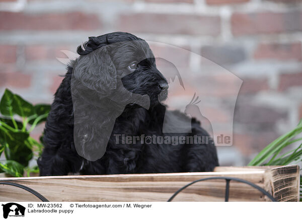 Labradoodle Welpe / Labradoodle puppy / MW-23562