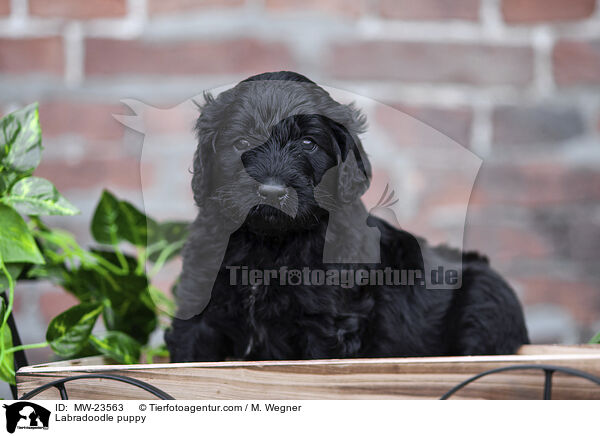 Labradoodle Welpe / Labradoodle puppy / MW-23563