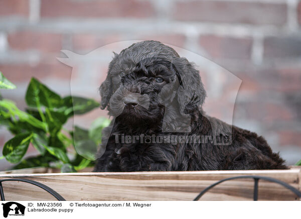 Labradoodle Welpe / Labradoodle puppy / MW-23566