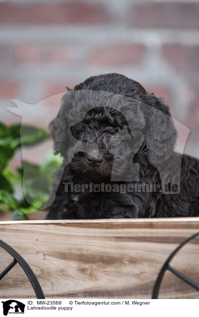 Labradoodle Welpe / Labradoodle puppy / MW-23568