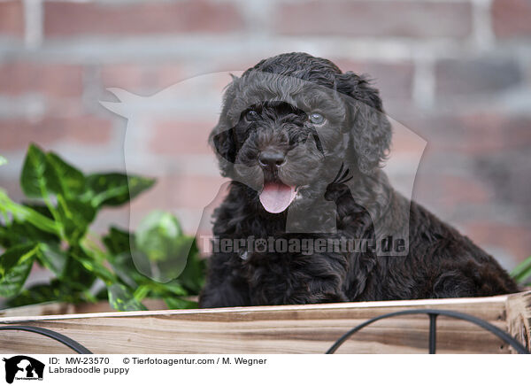 Labradoodle Welpe / Labradoodle puppy / MW-23570