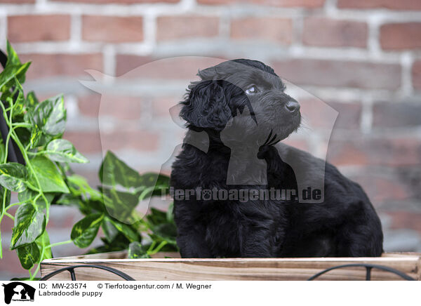 Labradoodle Welpe / Labradoodle puppy / MW-23574