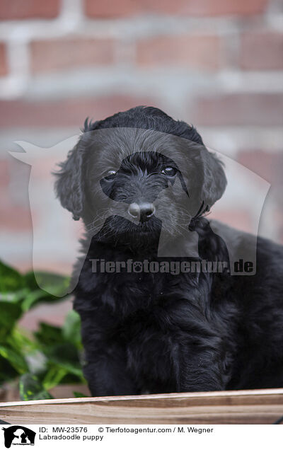 Labradoodle Welpe / Labradoodle puppy / MW-23576