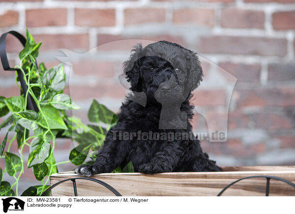 Labradoodle Welpe / Labradoodle puppy / MW-23581