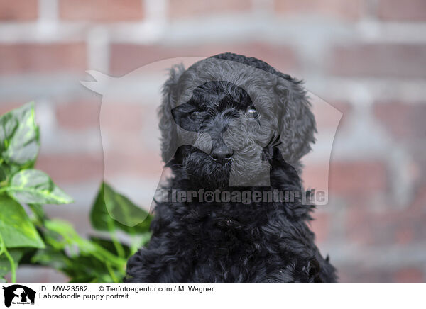Labradoodle Welpe Portrait / Labradoodle puppy portrait / MW-23582