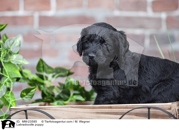 Labradoodle Welpe / Labradoodle puppy / MW-23585
