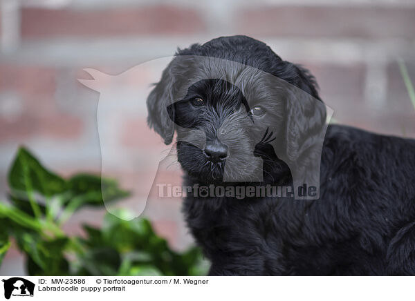 Labradoodle Welpe Portrait / Labradoodle puppy portrait / MW-23586
