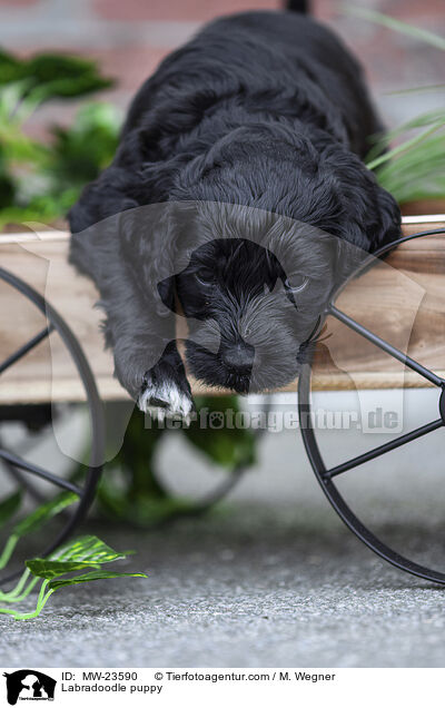 Labradoodle Welpe / Labradoodle puppy / MW-23590