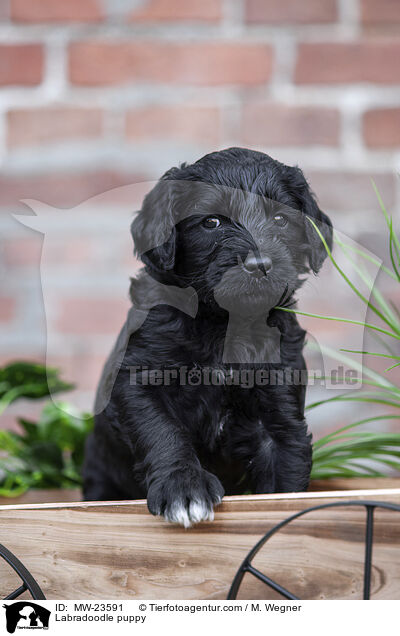 Labradoodle Welpe / Labradoodle puppy / MW-23591