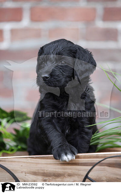 Labradoodle Welpe / Labradoodle puppy / MW-23592