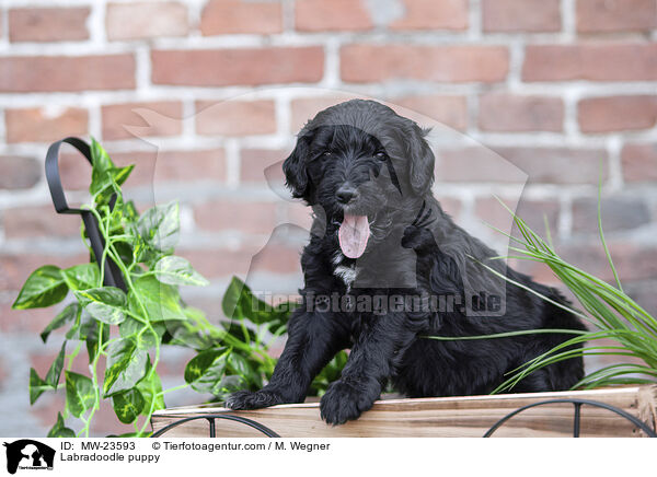 Labradoodle Welpe / Labradoodle puppy / MW-23593
