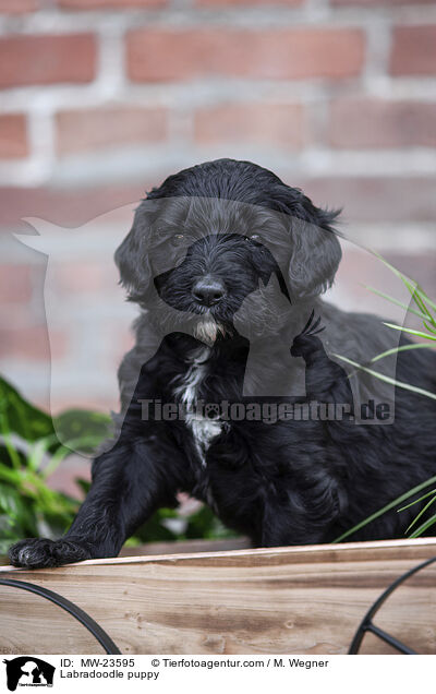 Labradoodle Welpe / Labradoodle puppy / MW-23595