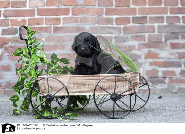 Labradoodle Welpe / Labradoodle puppy / MW-23596