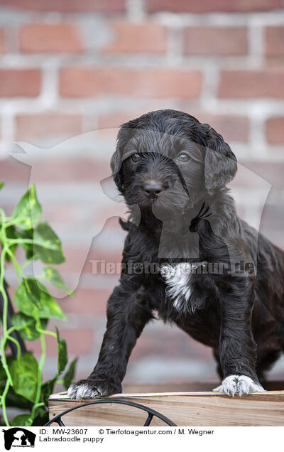 Labradoodle Welpe / Labradoodle puppy / MW-23607