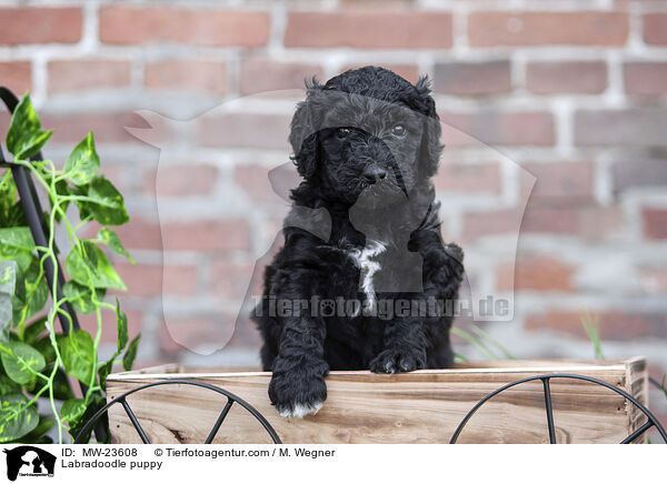 Labradoodle puppy / MW-23608