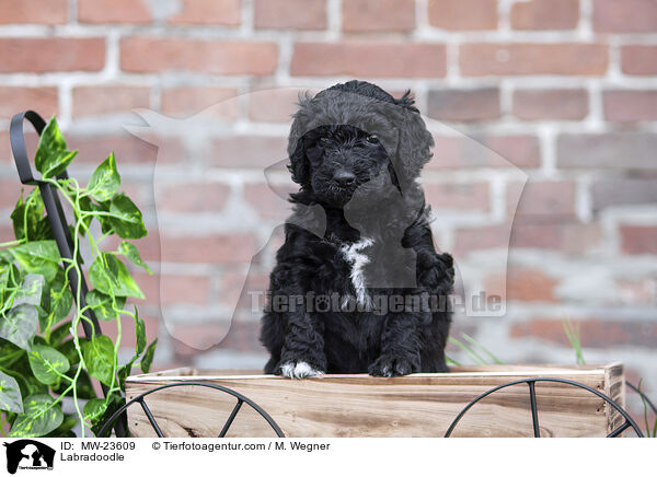 Labradoodle / Labradoodle / MW-23609
