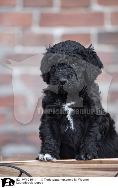 Labradoodle Welpe / Labradoodle puppy / MW-23611