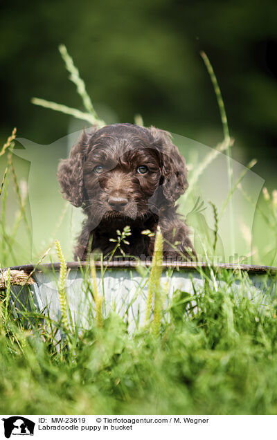 Labradoodle Welpe im Eimer / Labradoodle puppy in bucket / MW-23619