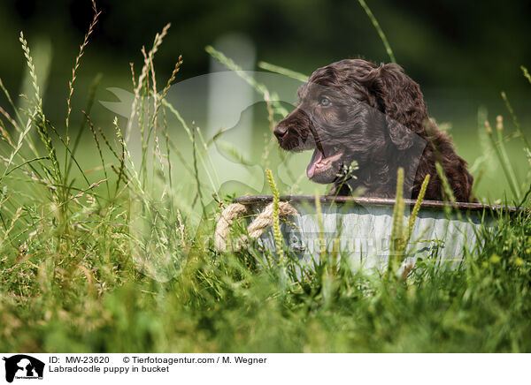 Labradoodle Welpe im Eimer / Labradoodle puppy in bucket / MW-23620