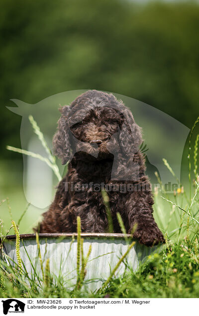 Labradoodle Welpe im Eimer / Labradoodle puppy in bucket / MW-23626