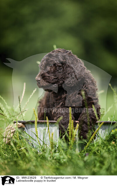 Labradoodle Welpe im Eimer / Labradoodle puppy in bucket / MW-23629