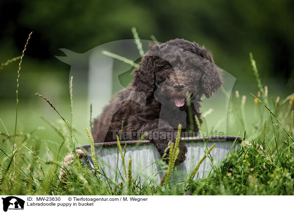 Labradoodle Welpe im Eimer / Labradoodle puppy in bucket / MW-23630