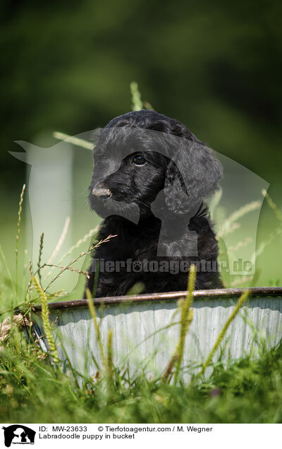 Labradoodle Welpe im Eimer / Labradoodle puppy in bucket / MW-23633