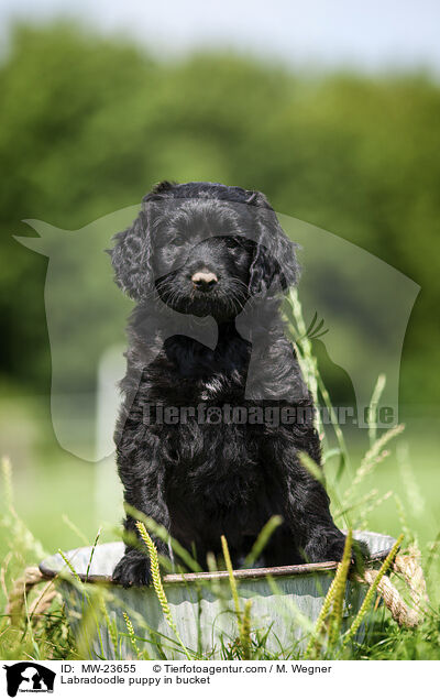 Labradoodle Welpe im Eimer / Labradoodle puppy in bucket / MW-23655
