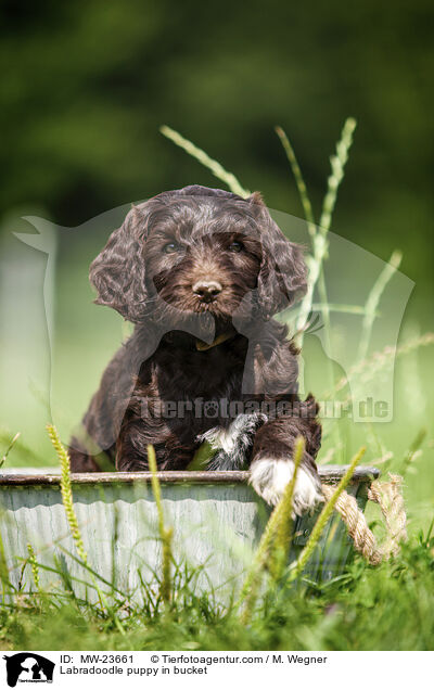 Labradoodle Welpe im Eimer / Labradoodle puppy in bucket / MW-23661