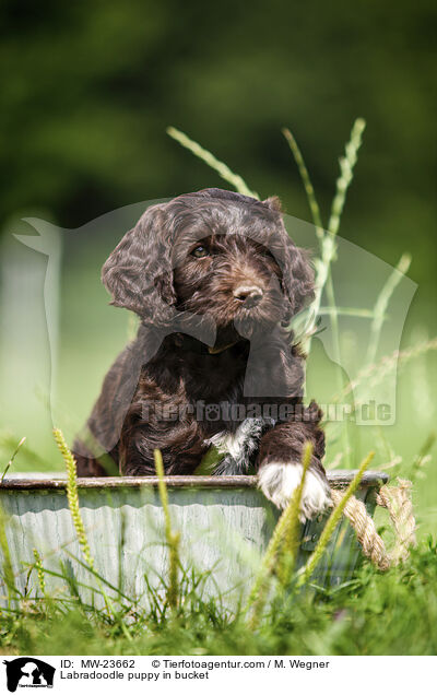 Labradoodle Welpe im Eimer / Labradoodle puppy in bucket / MW-23662