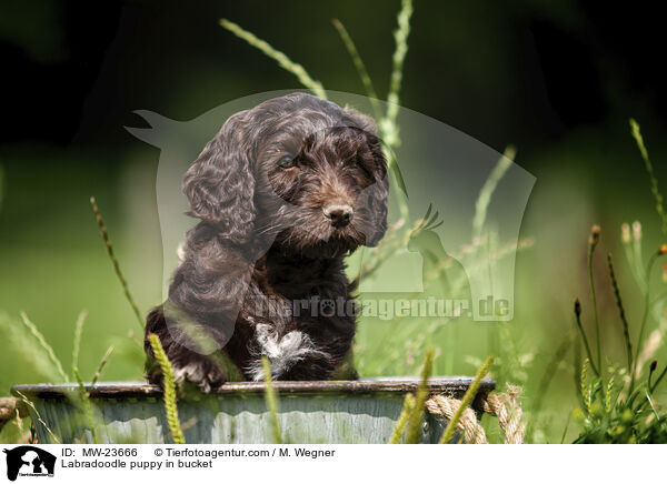 Labradoodle Welpe im Eimer / Labradoodle puppy in bucket / MW-23666