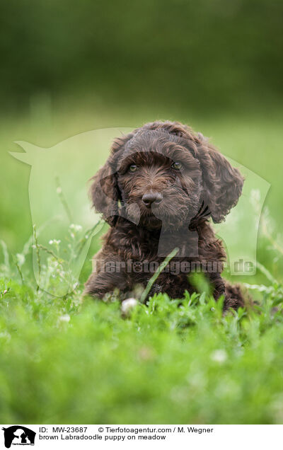 brauner Labradoodle Welpe auf Wiese / brown Labradoodle puppy on meadow / MW-23687
