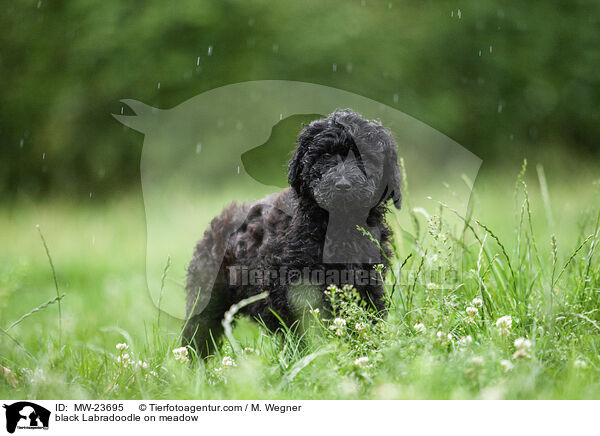 black Labradoodle on meadow / MW-23695