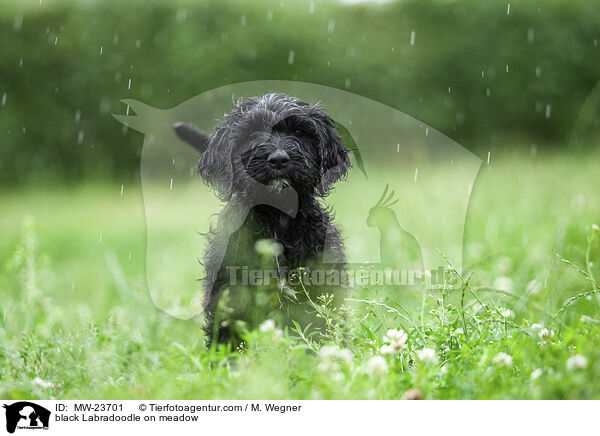 schwarzer Labradoodle auf Wiese / black Labradoodle on meadow / MW-23701