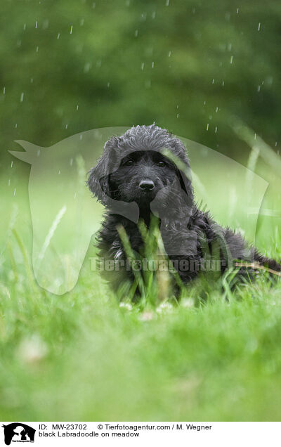 schwarzer Labradoodle auf Wiese / black Labradoodle on meadow / MW-23702