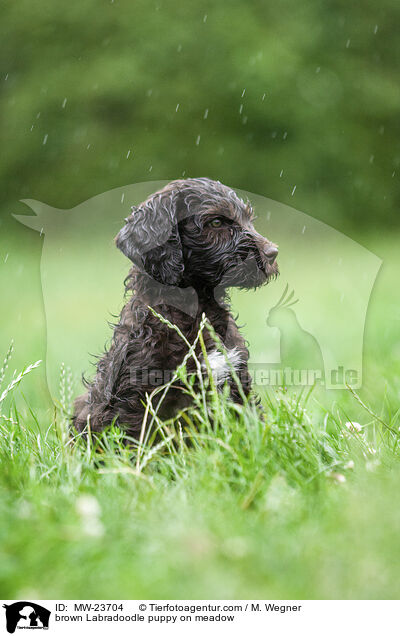 brauner Labradoodle Welpe auf Wiese / brown Labradoodle puppy on meadow / MW-23704