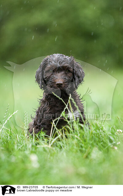 brown Labradoodle puppy on meadow / MW-23705