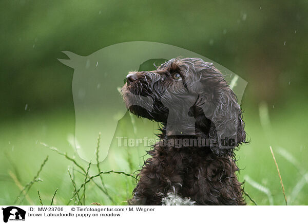 brauner Labradoodle Welpe auf Wiese / brown Labradoodle puppy on meadow / MW-23706