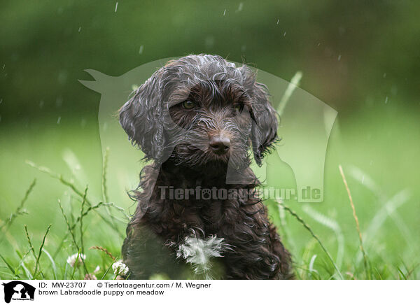 brown Labradoodle puppy on meadow / MW-23707