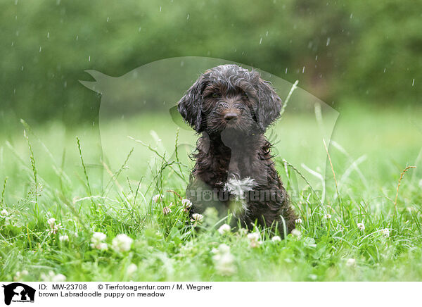 brown Labradoodle puppy on meadow / MW-23708