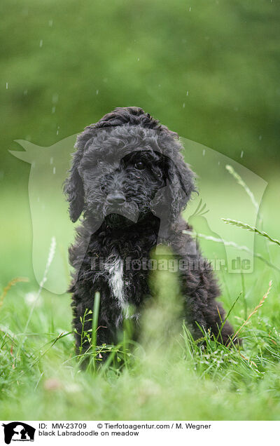 schwarzer Labradoodle auf Wiese / black Labradoodle on meadow / MW-23709