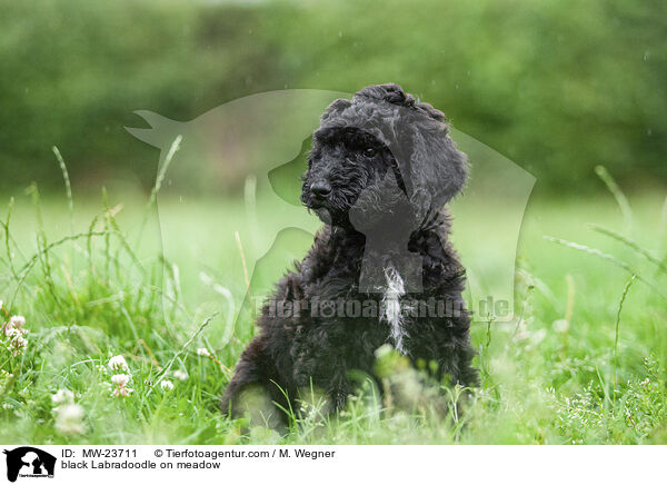 schwarzer Labradoodle auf Wiese / black Labradoodle on meadow / MW-23711