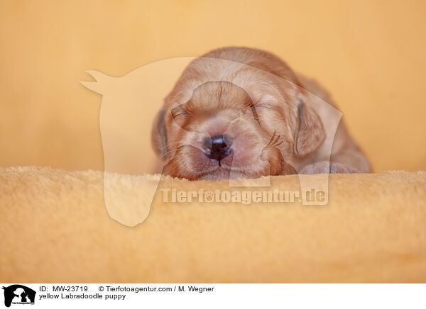 gelber Labradoodle Welpe / yellow Labradoodle puppy / MW-23719