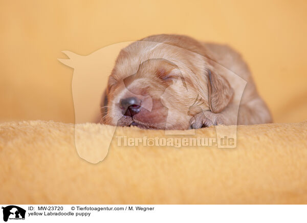 gelber Labradoodle Welpe / yellow Labradoodle puppy / MW-23720