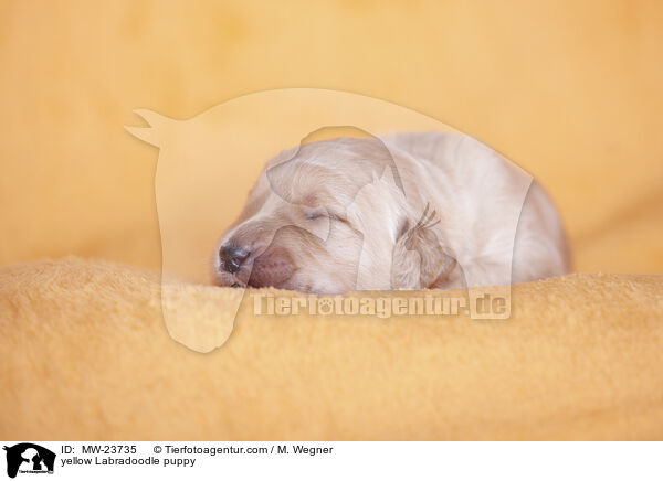gelber Labradoodle Welpe / yellow Labradoodle puppy / MW-23735