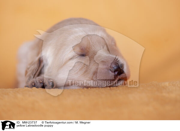 gelber Labradoodle Welpe / yellow Labradoodle puppy / MW-23737