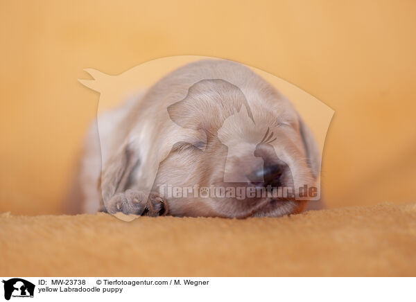 gelber Labradoodle Welpe / yellow Labradoodle puppy / MW-23738