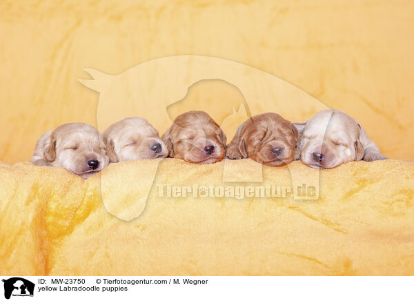 gelbe Labradoodle Welpen / yellow Labradoodle puppies / MW-23750